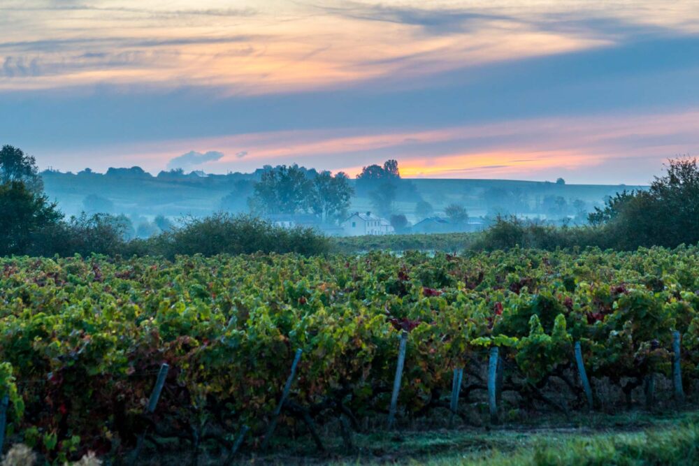 Coteaux du Layon Moulin Touchais