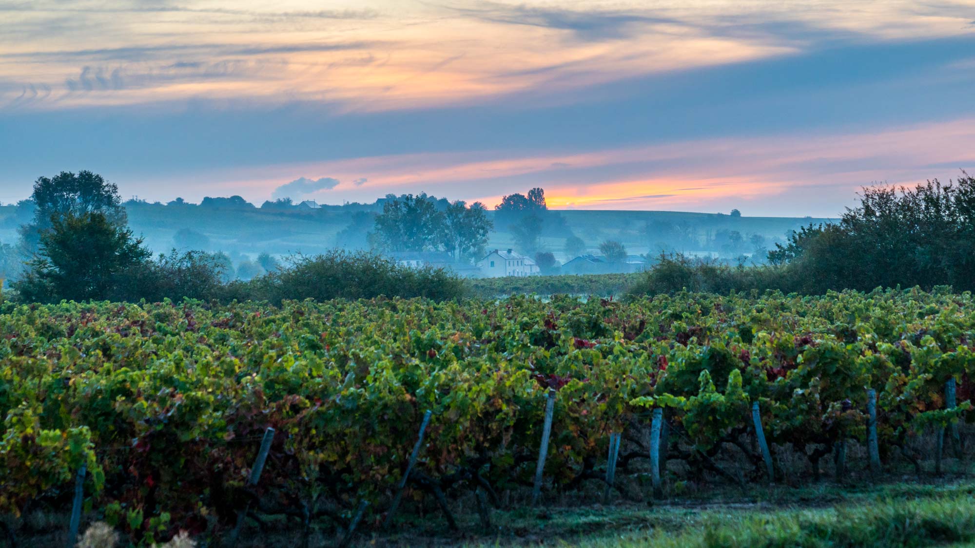 Coteaux du Layon Moulin Touchais