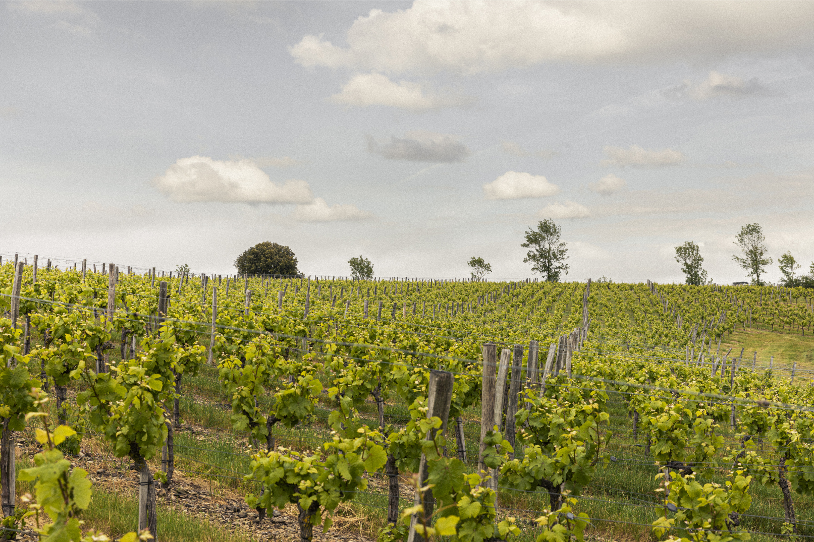 Terres de Dumnacus en Anjou