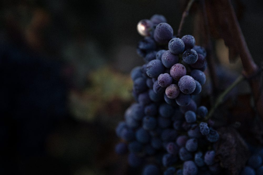 Cépage Cabernet Franc Dumnacus Vignerons