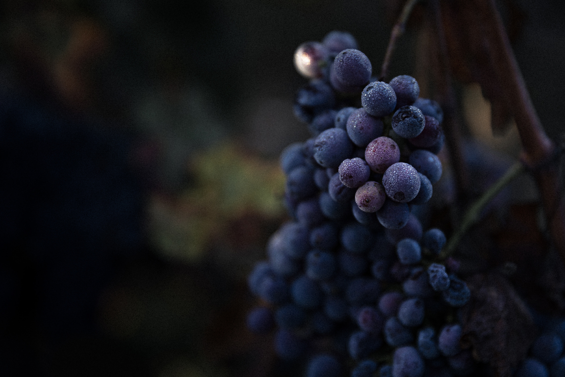 Cépage Cabernet Franc Dumnacus Vignerons